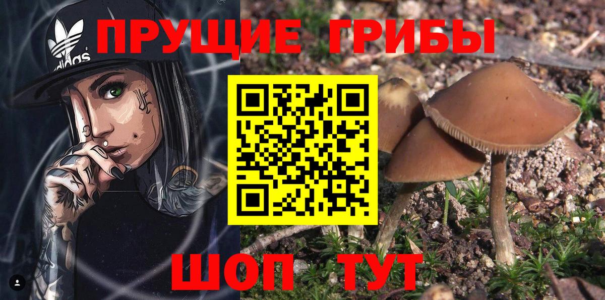 Дивногорск  Галлюциногенные грибы Psilocybine cubensis  Вход с VPN 