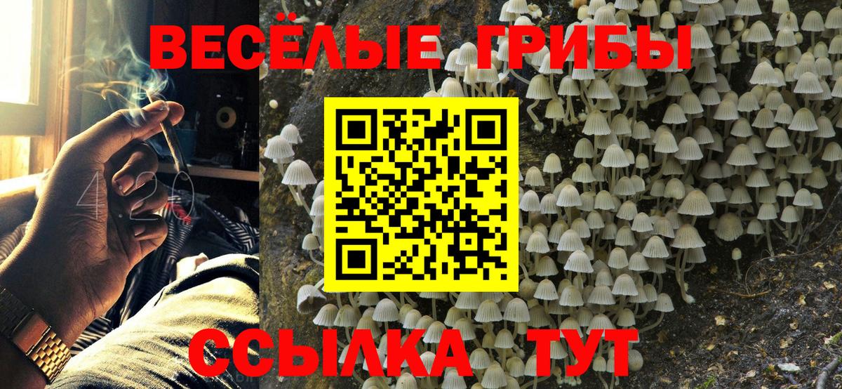 Псилоцибиновые грибы мицелий Дивногорск